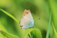 Callophrys rubi