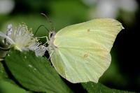 Gonepteryx rhamni