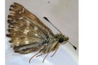 Carcharodus alceae alceae