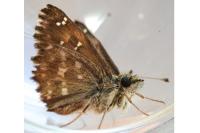 Carcharodus alceae alceae