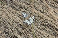 Melanargia lachesis