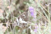 Brintesia circe