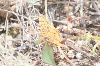 Melitaea didyma