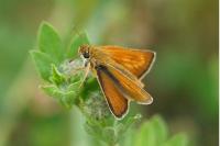 Thymelicus acteon