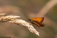 Thymelicus sylvestris