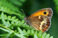 Pyronia tithonus