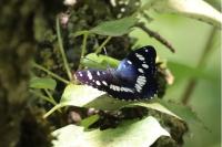 Limenitis reducta