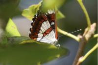 Limenitis reducta