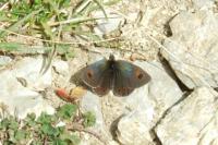 Erebia arvernensis arvernensis