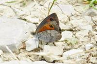 Erebia arvernensis arvernensis