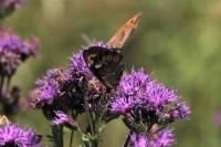 Erebia ligea