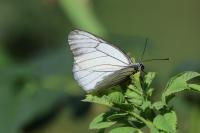 Aporia crataegi