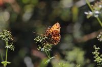 Boloria titania