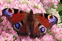 Aglais io