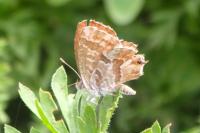 Cacyreus marshalli