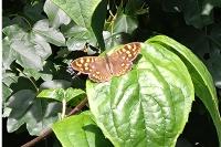 Pararge aegeria