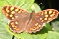Pararge aegeria