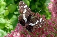 Araschnia levana