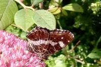 Araschnia levana