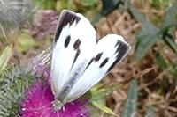 Pieris brassicae