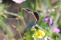 Polyommatus amandus