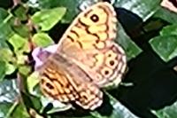 Lasiommata megera