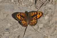 Lasiommata megera