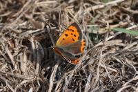 Lycaena phlaeas