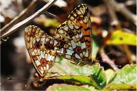 Boloria selene