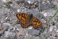 Lasiommata megera