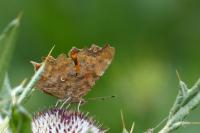 Polygonia c-album