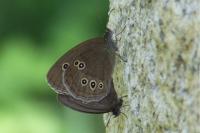 Aphantopus hyperantus