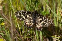 Zerynthia polyxena