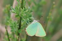 Callophrys rubi