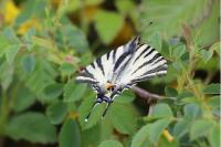Iphiclides podalirius