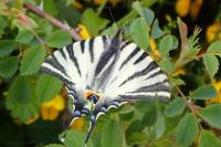 Iphiclides podalirius