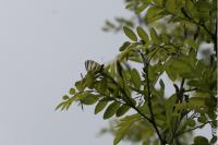 Iphiclides podalirius