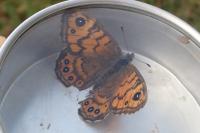 Lasiommata megera