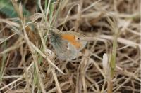 Coenonympha pamphilus