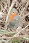 Coenonympha pamphilus
