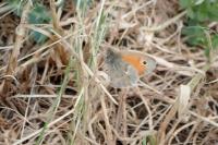 Coenonympha pamphilus