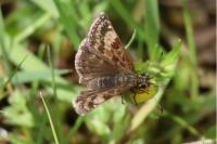 Erynnis tages
