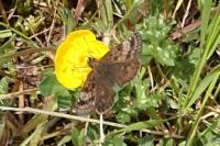 Erynnis tages