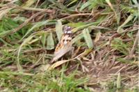 Vanessa cardui