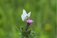 Pieris napi