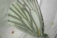 Pieris napi