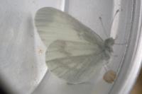 Leptidea sinapis