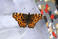 Araschnia levana
