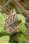 Carcharodus alceae alceae