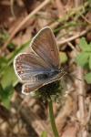 Polyommatus icarus